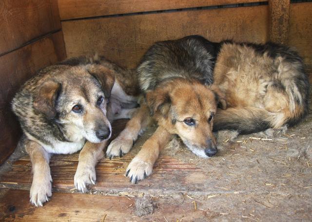 JONAH & LEILANI - reserviert Dog Rescue / Tierhilfe Lebenswert e.V. (MP)