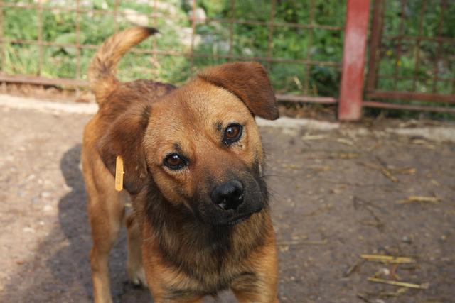 SAMMY - reserviert Dog Rescue / Tierhilfe Lebenswert e.V. (MP)
