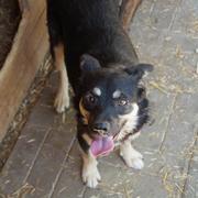 LIVY (Kira) - ca. 40 - sehr zutraulich - über 1 Jahr im Tierheim hat Interessenten ( NiWi )