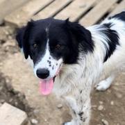 ARISTOTELES - reserviert Dog Rescue / Tierhilfe Lebenswert e.V. (MP)