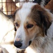 ARONA - reserviert Dog Rescue / Tierhilfe Lebenswert e.V. (MP)