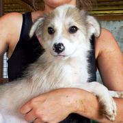 ASMAI - reserviert Dog Rescue / Tierhilfe Lebenswert e.V. (MP)