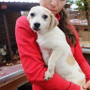 AUDREY - reserviert Dog Rescue / Tierhilfe Lebenswert e.V. (MP)