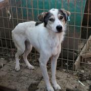 CANDIDO - reserviert Dog Rescue / Tierhilfe Lebenswert e.V. (MP)