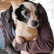 CLARA - reserviert Dog Rescue / Tierhilfe Lebenswert e.V. (MP)