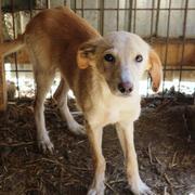 DALLAS - reserviert Dog Rescue / Tierhilfe Lebenswert e.V. (MP)
