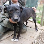 EGON OLSEN - ***reserviert Dog Rescue / Tierhilfe Lebenswert e.V. (MP)