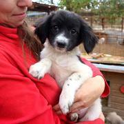 GIRLIE - reserviert Dog Rescue / Tierhilfe Lebenswert e.V. (MP)