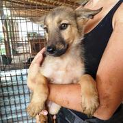 MANISHA - reserviert Dog Rescue / Tierhilfe Lebenswert e.V. (MP)