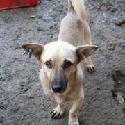 MICIO - reserviert Dog Rescue / Tierhilfe Lebenswert e.V. (MP)
