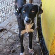 NEGRITO - reserviert Dog Rescue / 4A (MP)