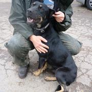 NITIS - reserviert Dog Resuce / Tierhilfe Lebenswert e.V. (MP)