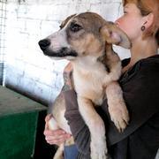 PUNJA - reserviert Dog Rescue / Tierhilfe Lebenswert e.V. (MP)