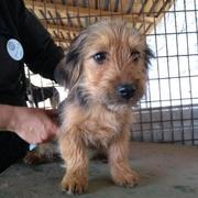 RIGATONI - reserviert Dog Rescue / IH (MP)