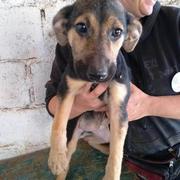 ROSY - reserviert Dog Rescue / Tierhilfe Lebenswert (MP)