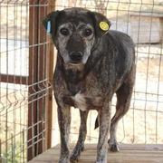 SAJERO - reserviert Dog Rescue / Tierhilfe Lebenswert e.V. (MP)