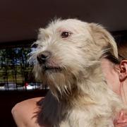 SEMI - reserviert Dog Rescue / Tierhilfe Lebenswert e.V. (MP)