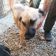 TYLER - reserviert Dog Rescue / Tierhilfe Lebenswert e.V. (MP)