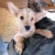 WOOZEL - reserviert Dog Rescue / Tierhilfe Lebenswert e.V. (MP)