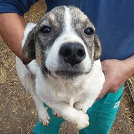 Pro dog romania sanctuary Pro dog romania sanctuary