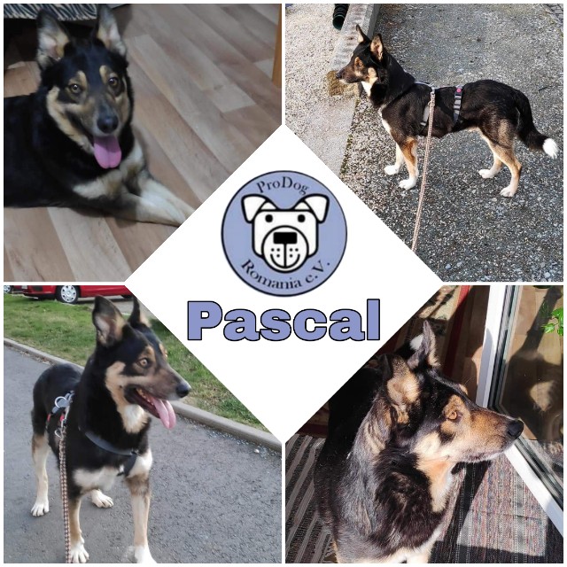 PASCAL - seit 28.02.2020