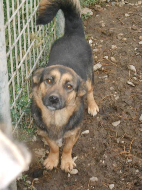 INDIRA - toughe, kleine Hundelady
