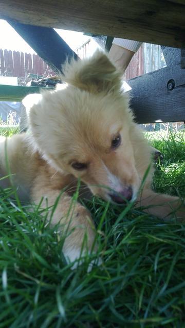 POFI