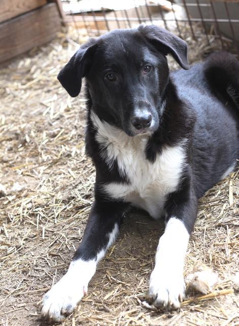 BALOU - am 09.03.19 vor Ort adoptiert