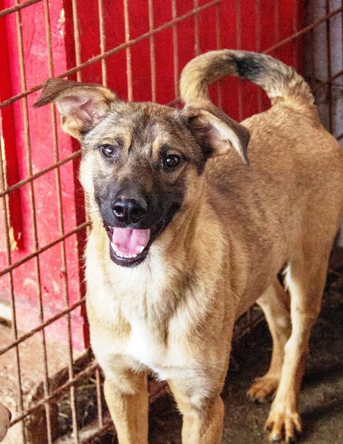 MANNI - vor Ort adoptiert