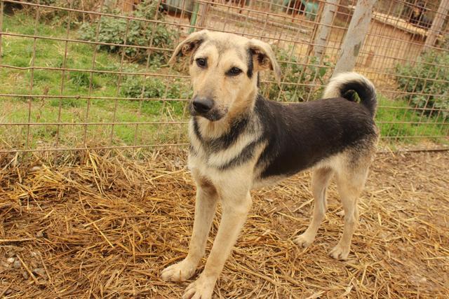 MAREK - seit zwei Jahren in Bucov! - adoptiert