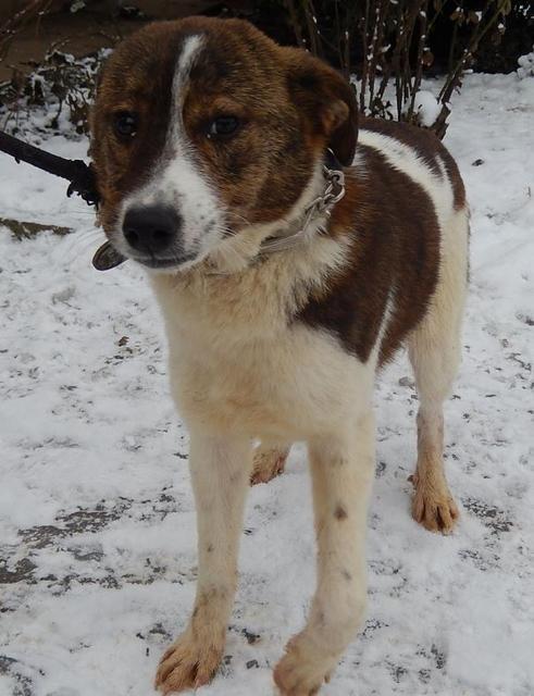 COSETTE (Elfchen) - reserviert für A.