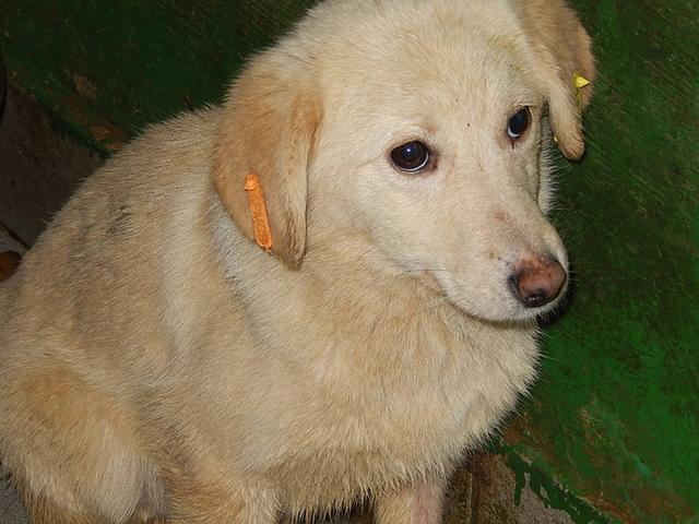 ZULA
