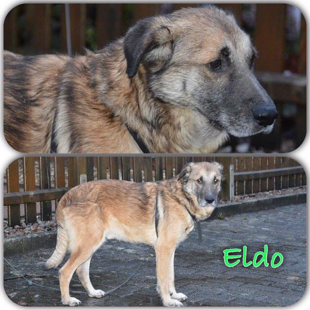 ELDO in 26603 Aurich