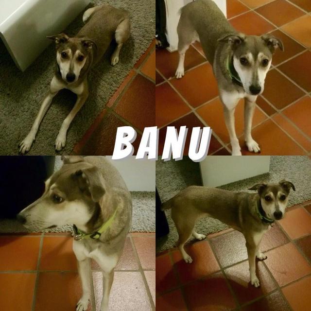 BANU in Hürtgenwald