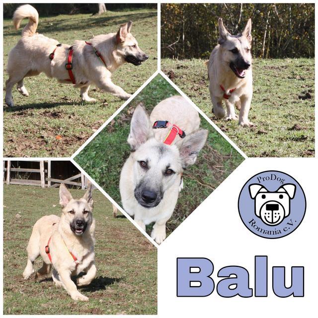Balu in 52393 Hürtgenwald - reserviert