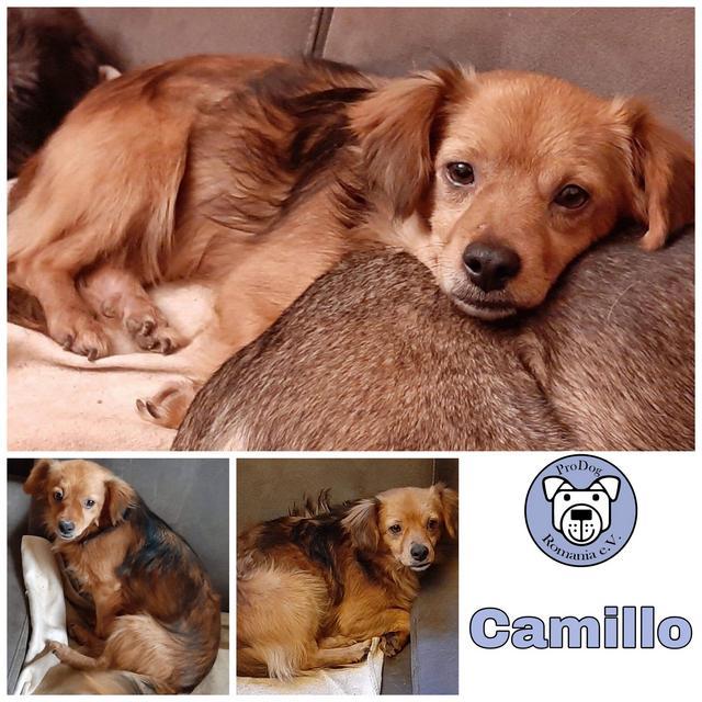 CAMILLO in 56290 Lieg - reserviert