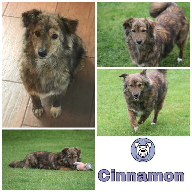 Cinnamon in 24960 Munkbrarup/Flensburg  reserviert