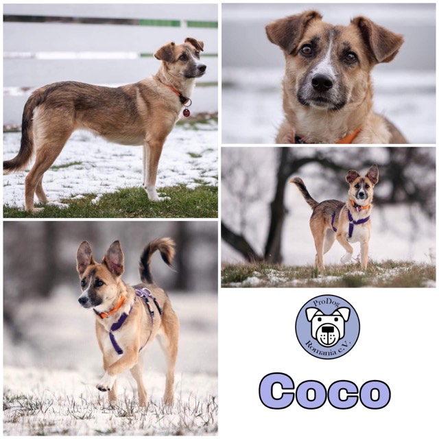 Coco in 90542 Eckental