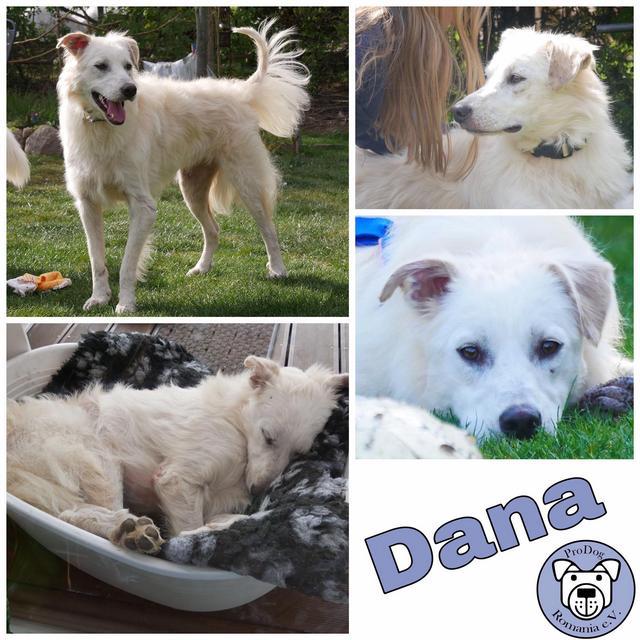 Dana in 21493 Möhnsen ***RESERVIERT***