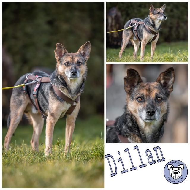 Dillan in 75417 Mühlacker ***RESERVIERT***