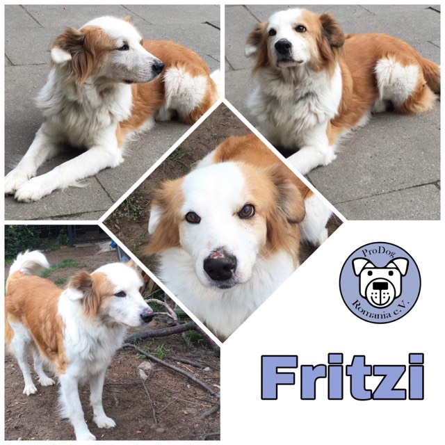 Fritzi in 21 435 Stelle