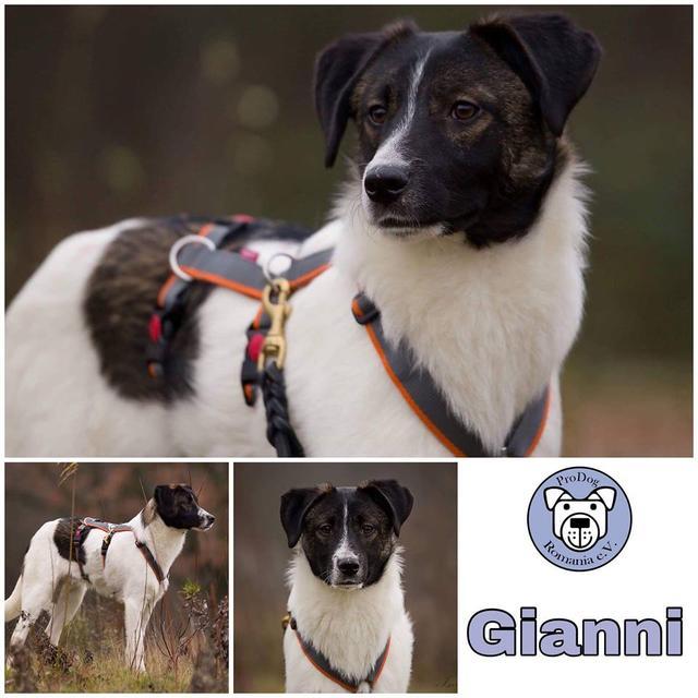 Gianni in 45897 Gelsenkirchen  reserviert