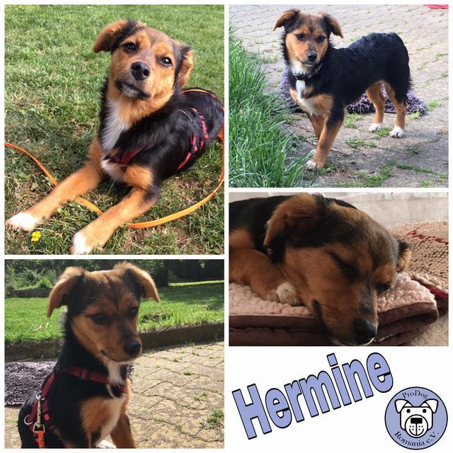 Hermine in 56290 Lieg