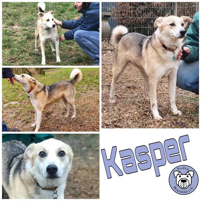 KASPER  in 56068 Koblenz - reserviert