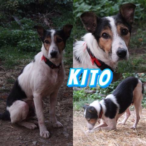 KITO in 74831 Gundelsheim