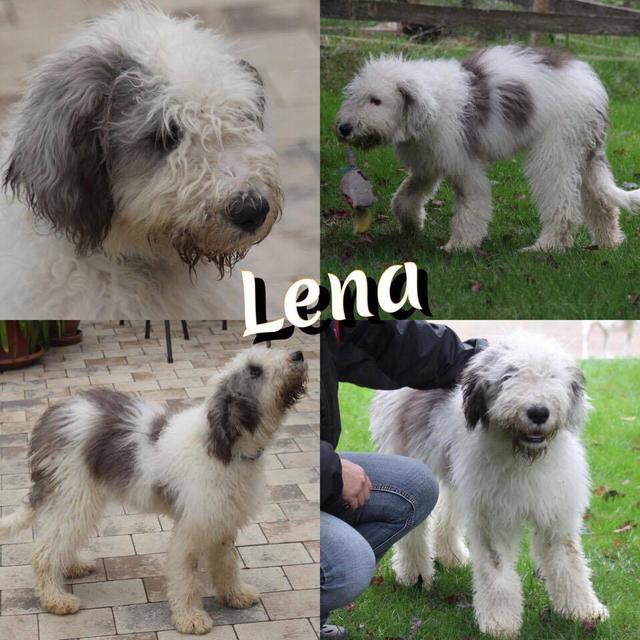 LENA in  Gundelsheim