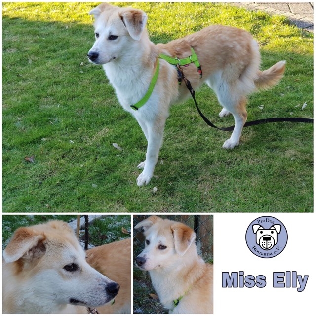 Miss Elly in 46325 Borken  reserviert