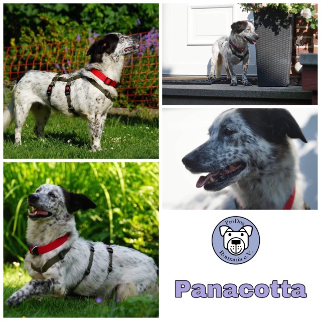 Panacotta  in 29525 Uelzen   reserviert