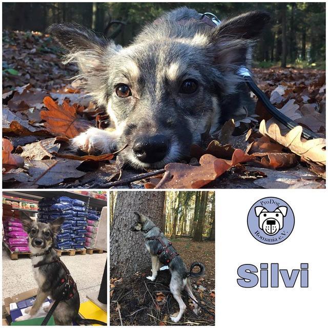 Silvi in 26169 Friesoythe