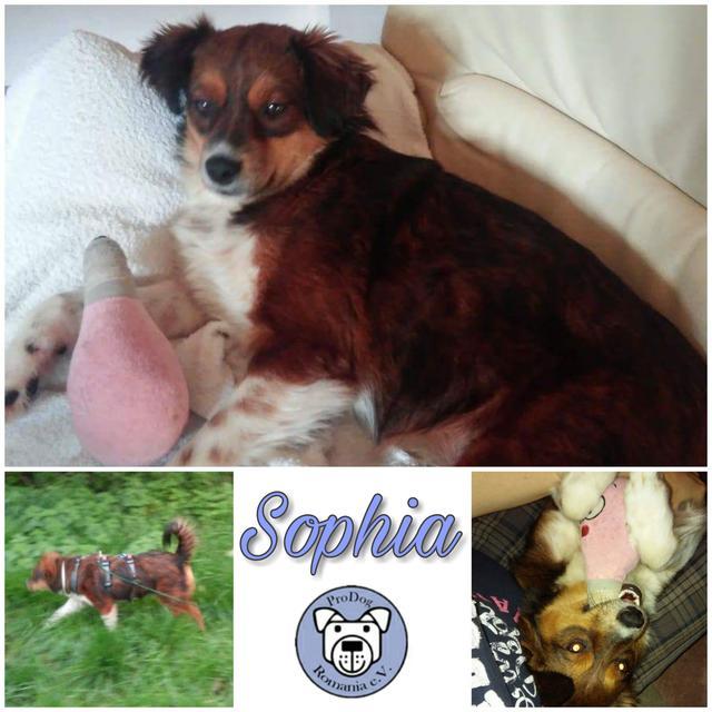 Sophia in 45357 Essen
